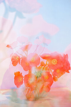Double exposure orange flowers