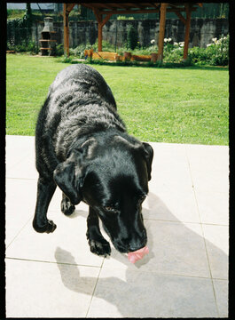 Black labrador retriever dog licking ground on sunny patio