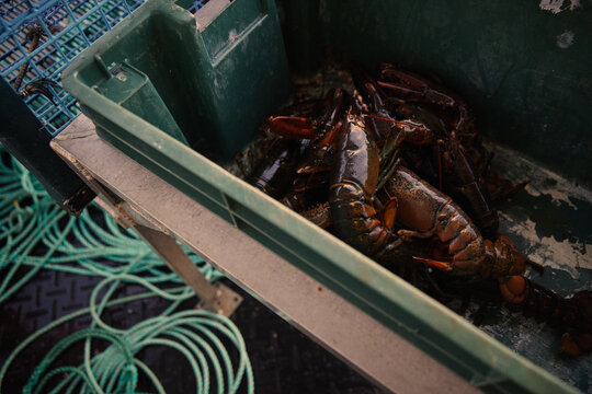 Lobsters in a fishing trap at a harbor in the evening light