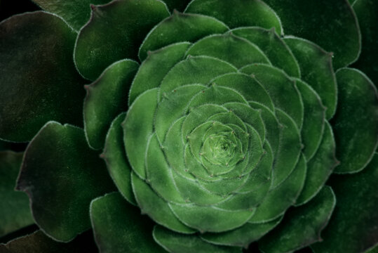 Abstract botanical background with circular green plant