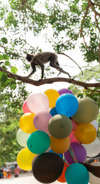 Monkey Walks on Tree Branch Above Colorful Balloons in the Park