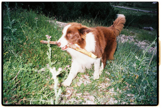 dog carrying a stick in nature