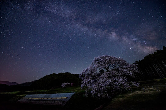 Cheryy blossom and milky way