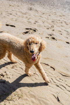 Happy poodle running on sand