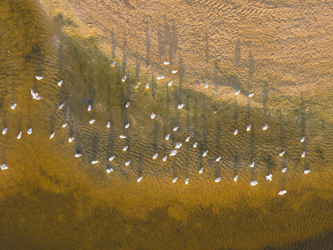 A flock of white seagulls casting shadows along a sandy coastline
