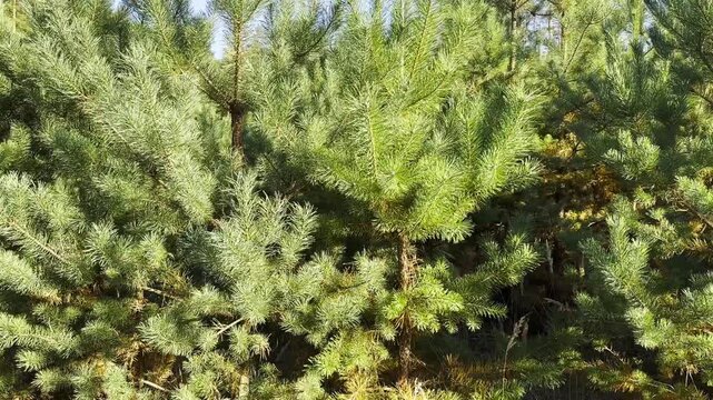 View on dense forest of lush green fir trees at summer day. Sunlight highlights vibrant needles, creating depth and natural texture. Scene evokes tranquility, freshness and beauty of thriving woodland