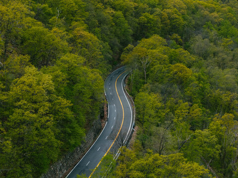 Winding Road Through Green Forest in Daytime