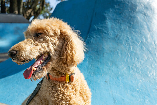 Happy poodle dog close up