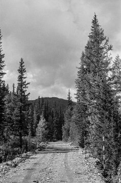 Taiga Dirt Road