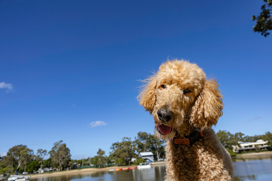 Poodle dog UGC portrait