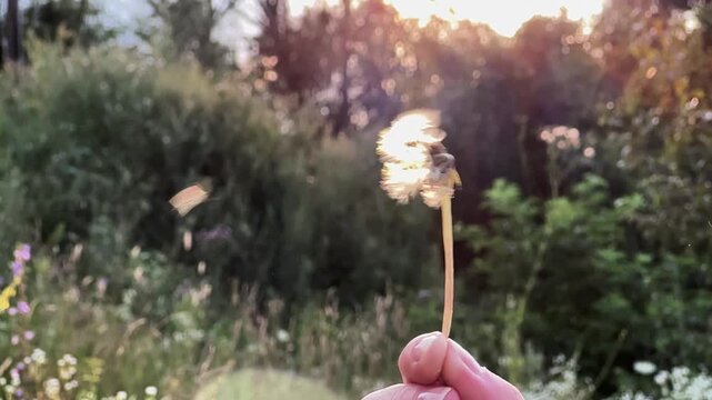 Delicate dandelion held in a female hand releases its seeds as they are blown away in warm sunlight. Soft rays illuminate the floating seeds, creating a serene and magical summer moment. Slow motion