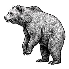 Fototapeta premium Brown bear standing side profile illustration in black and white wildlife art style