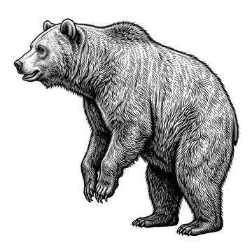 Brown bear standing side profile illustration in black and white wildlife art style