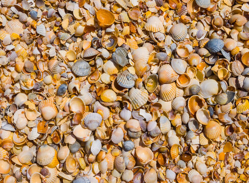 closeup heap of empty marine shells  on sand as a natural background
