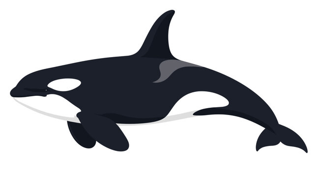 Illustration of a black and white orca whale swimming on a plain background