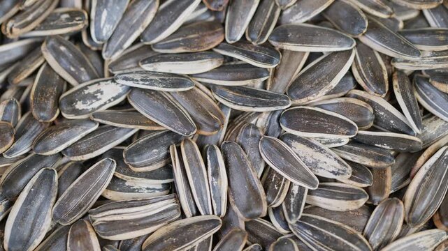 Sunflower seed overview. Roasted seeds with salt appearance. Closeup shot of sunflower seeds texture. Detailed macro image of roasted sunflower kernels with salt