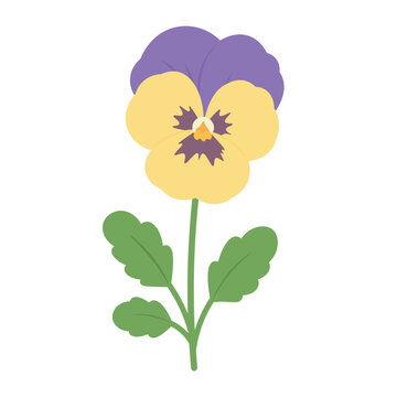 Cute flat vector pansy flower with green leaves isolated on white background.
