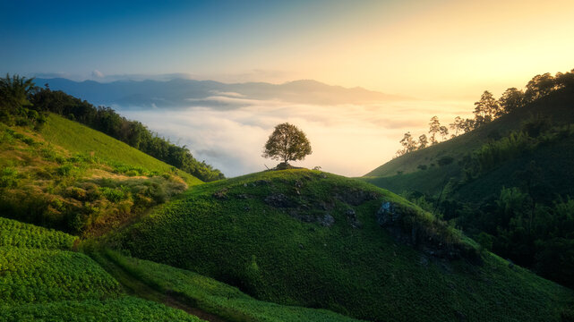 Lonely Tree over Rolling Hill in Farmland Countryside and Foggy Clouds at Golden Sunrise