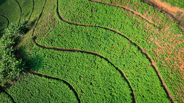 Aerial View of Lush Green Vegetable Plantation with Curved Terraced Rows on Hillside