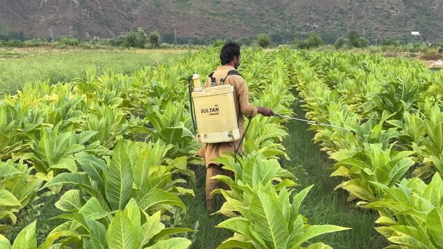 A diligent farmer spraying an expansive tobacco field to protect the crisp green crops from harmful insect pests