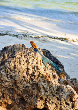 Red headed agama lizard on coral rock with Indian Ocean background in Kenya