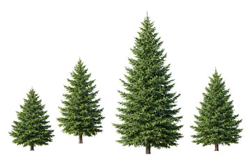 Set of realistic evergreen pine trees isolated on black background, natural conifer forest elements with detailed foliage © Bright Stock
