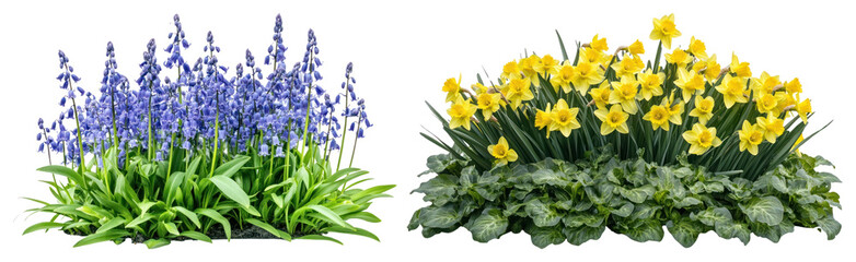 Obraz premium PNG Vibrant spring flowers in bloom on transparent background
