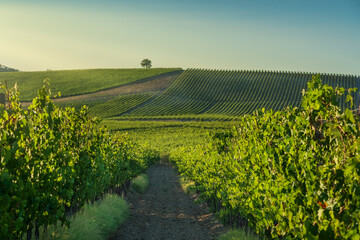 Naklejka premium Chianti Vineyards and Lonely Tree on Hill, Tuscany