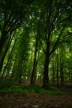 Sunlit Green Forest Canopy With Tall Trees, Lush Woodland Floor and Tranquil Path - Dalkowskie Jary Nature Reserve.