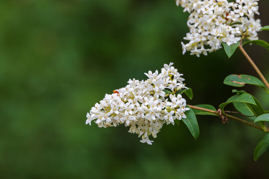White blooming privet flowers attracting beneficial insects in summer