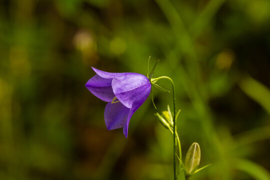 A harebell flower (Campanula rotundifolia), which is commonly known as a bluebell or bellflower.