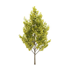 Fototapeta premium A young deciduous tree with dense, bright green foliage and a slender brown trunk, isolated on a solid black background, for landscape projects