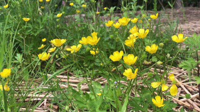 Yellow buttercup flowers growing in a meadow, swaying in the wind, close-up