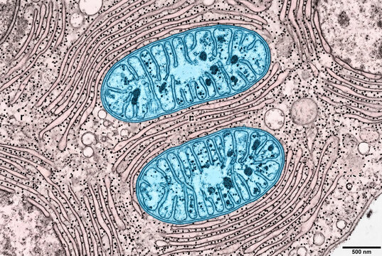 Cell Ultrastructure: Mitochondria and Rough Endoplasmic Reticulum.