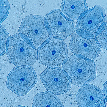 Human Cheek Epithelial Cells Under a Microscope.