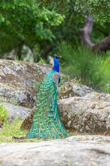 Obraz premium Male Indian peacock Pavo cristatus standing on large rocks showing beautiful folded train feathers trailing down in a green outdoor park, vertical view