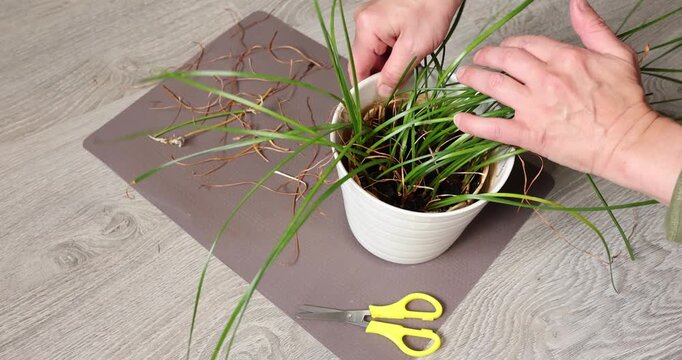 Top view of woman hands caring for zephyranthes houseplant by removing dried stems on protective silicone mat. Female florist gently cleaning potted domestic rain lily plant from dead yellow leaves