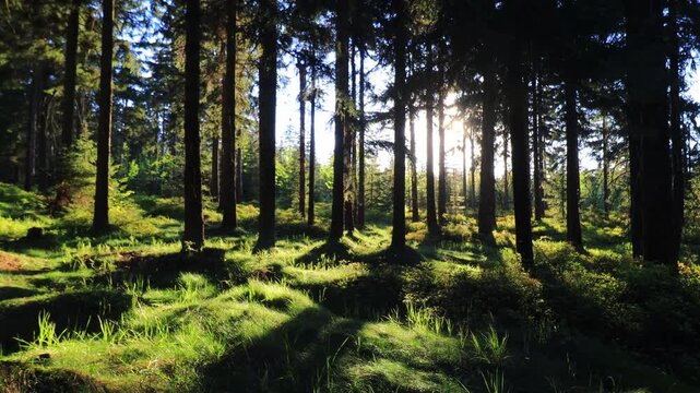 timelapse - shadows of spruce trees move across green grass. The setting sun casts shadows behind the tree trunks.