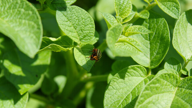 Striped Colorado beetle on green potato foliage