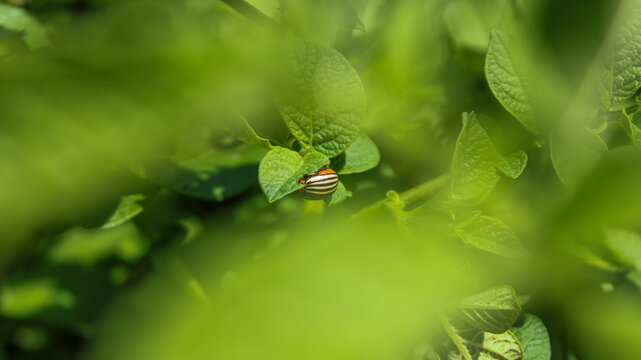 Striped Colorado beetle on green potato foliage