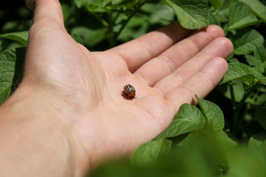 Colorado potato beetle sitting on a human palm against potato