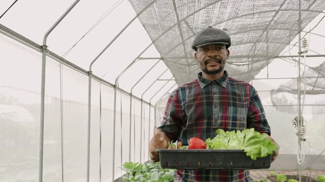 Happy African American man farmer with a hat walking holding plastic crate of organic vegetables from harvesting while looking at camera in greenhouse. Black male gardener working on an organic farm. 