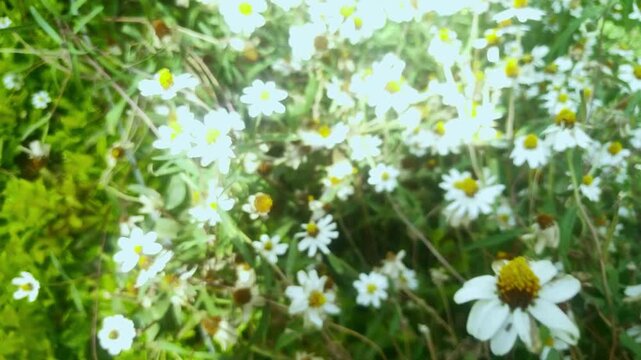 A vibrant field of small white daisy-like flowers with yellow centers sways gently in the breeze, showcasing natural beauty and growth in India.