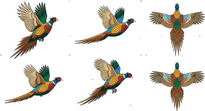 Ring Necked Common Pheasant Bird Flying Vector Illustration Set with Diverse Wing Motion Top and Side View Elements