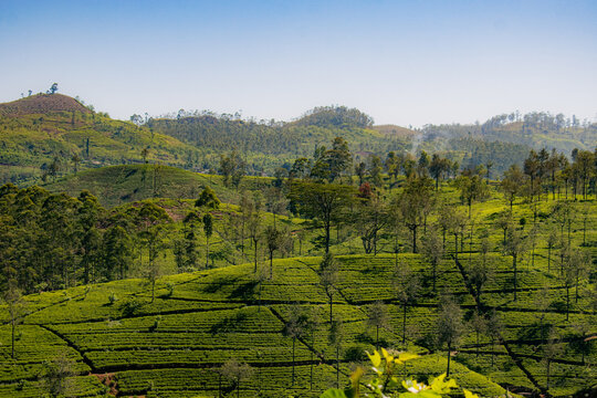 ceylon tea fields, tea plantation in hill country sri lanka nuwaraeliya in late spring early morning with tea filled mountains and trees 
