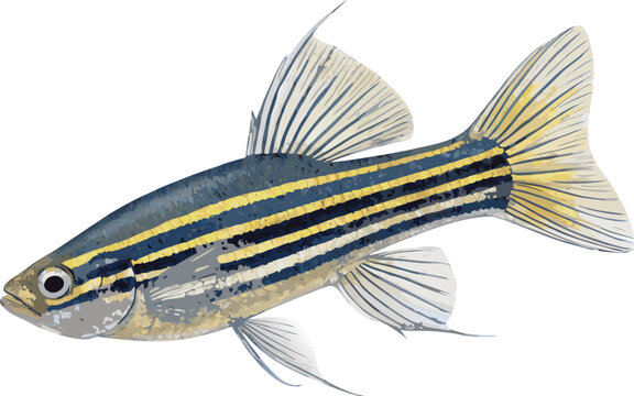 Detailed vector illustration of a small tropical zebra danio fish. Colorful striped freshwater aquarium fish swimming, isolated on a white background, perfect for aquatic and pet themed designs