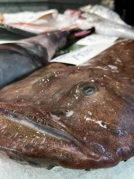 Beautiful close up of whole black monkfish, highly rated fish in the whole world.