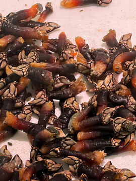 Close-up of fresh percebes, Spanish gourmet seafood delicacy from Galicia