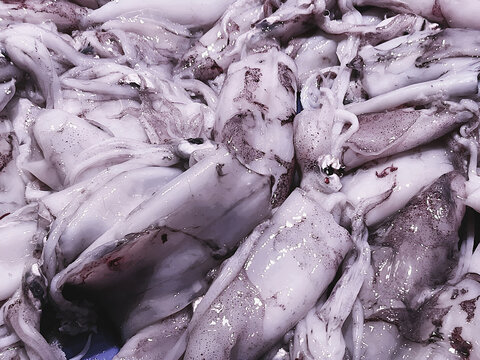 Beautiful closeup of fresh squid or txipiron fresco for sale