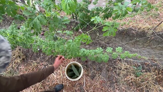 A Farmer harvesting karela (bitter gourd) in a backyard garden, showcasing rural organic farming and hands on cultivation.